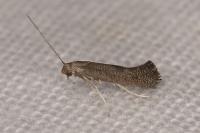 Tinagma ocnerostomella