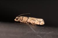 Pseudococcyx tessulatana