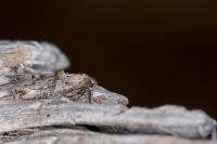 Epermenia chaerophyllella