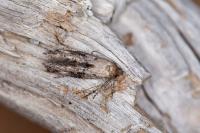 Epermenia chaerophyllella