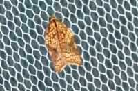 Acleris rhombana