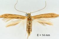 Batrachedra parvulipunctella