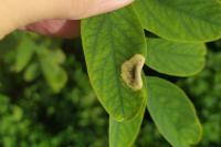 Macrosaccus robiniella