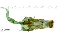 Agdistis tamaricis