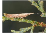 Coleophora salicorniae