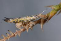 Coleophora limoniella
