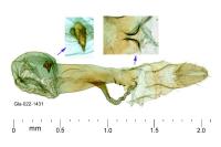 Apatema mediopallidum