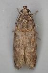 Teleiopsis diffinis