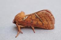 Triodia sylvina