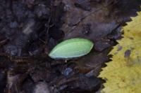 Apoda limacodes