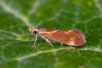 Metalampra italica