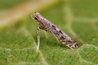 Parornix finitimella
