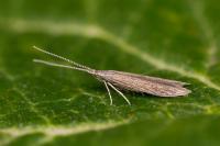 Coleophora texanella