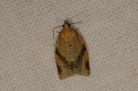 Clepsis consimilana