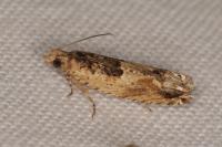 Crocidosema plebejana