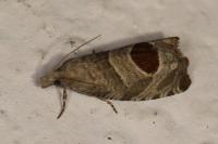 Notocelia uddmanniana