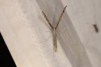 Agdistis