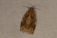 Archips xylosteana