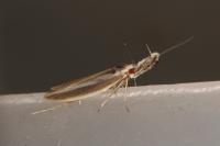 Pleurota aristella