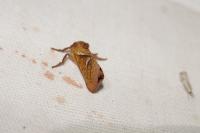 Triodia sylvina