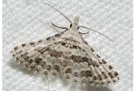 Alucita palodactyla
