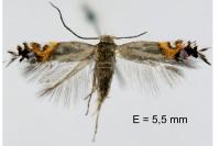 Leucoptera lotella