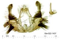 Celypha rosaceana