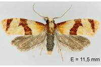 Phalonidia albipalpana