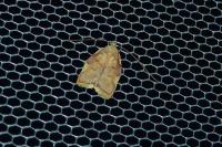 Carcina quercana
