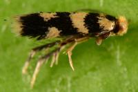Etainia louisella