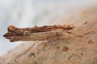 Ypsolopha scabrella