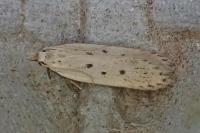 Nothris verbascella