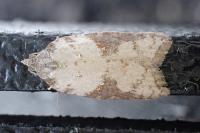 Acleris sparsana