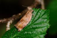 Archips crataegana