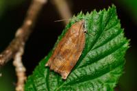 Archips crataegana
