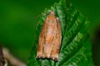 Archips crataegana
