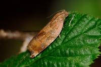 Archips crataegana