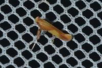 Caloptilia robustella
