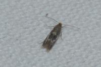 Bucculatrix cidarella