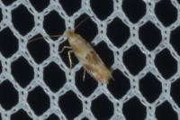 Bucculatrix ulmella