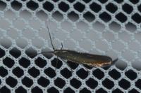 Coleophora alcyonipennella