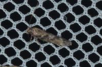 Caryocolum marmoreum marmoreum