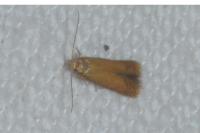 Tischeria decidua