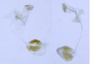 Bucculatrix ulmella