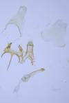 Caryocolum marmoreum marmoreum