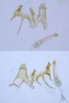 Caryocolum marmoreum marmoreum