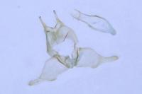 Tischeria decidua