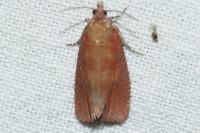 Celypha rosaceana