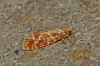 Rhyacionia pinicolana