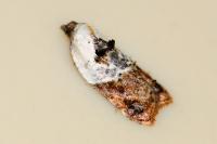 Acleris variegana